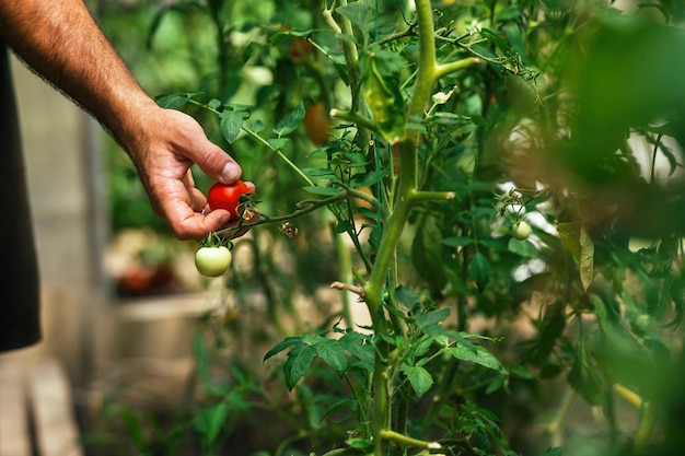 Autumn harvest and picking ripe tomatoes at home by farmer man in greenhouse