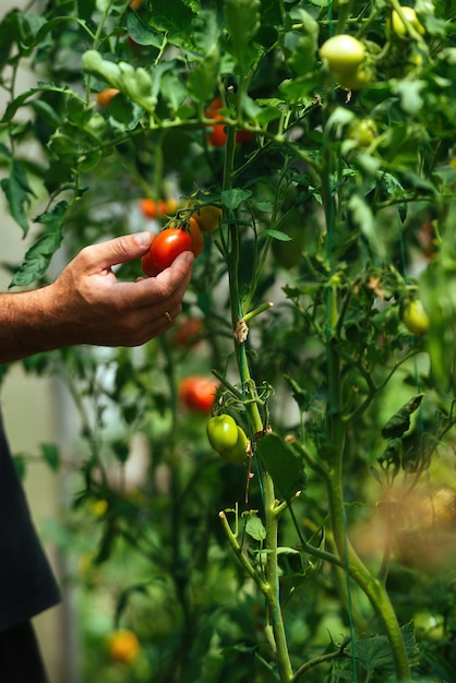 Autumn harvest and picking ripe tomatoes at home by farmer man in greenhouse