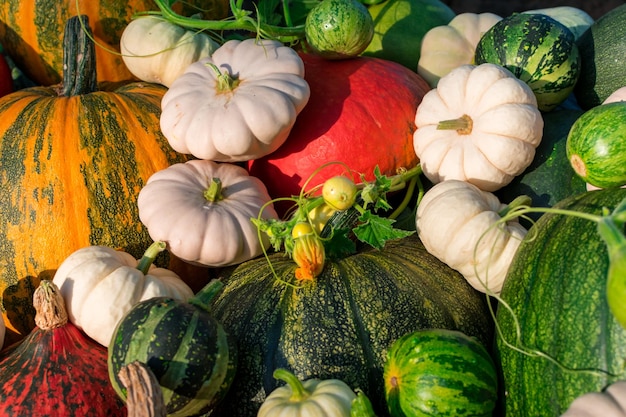 Autumn harvest of pumpkin. Harvesting in orogod. Many pumpkins of different varieties.