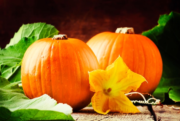 Autumn harvest of pumpkins with flowers and leaves old wooden table still life in rustic style selective focus