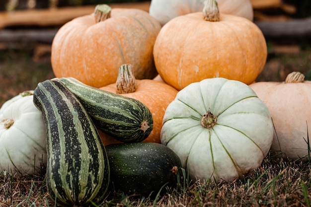 Autumn harvest of squash and pumpkin outdoors in the garden on the grass, horizontal photo.