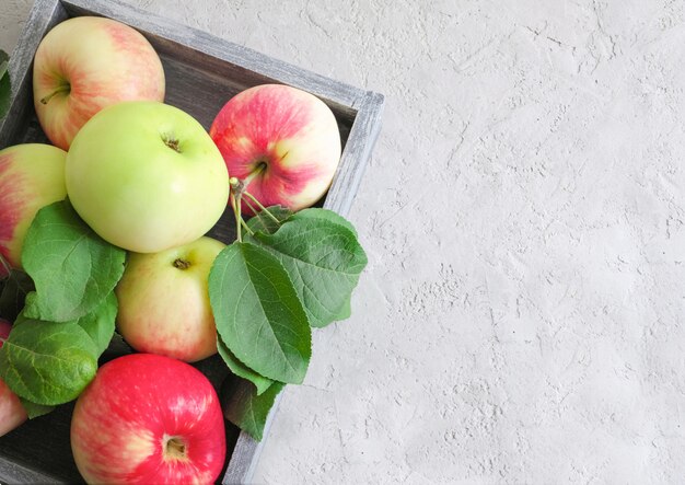 Autumn harvest with red-green apples in a wooden box 