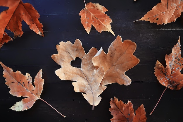 autumn heart on oak yellow leaf / heart symbol in autumn decoration, concept autumn love, walk in the park