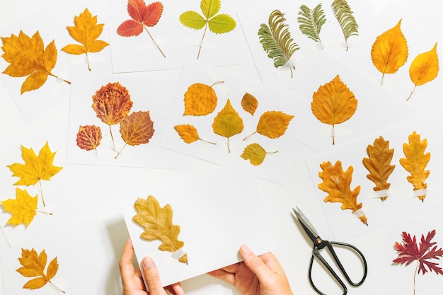 Autumn herbarium with human hands sticking leaves on paper cards on table pressed dry leaves