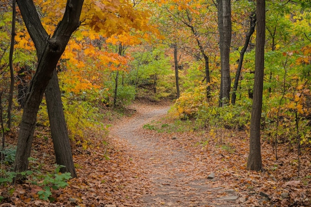 Photo autumn hiking trail with colorful foliage