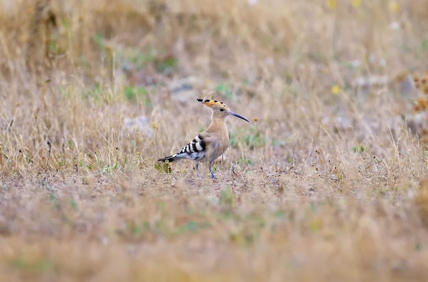 Autumn hoopoe