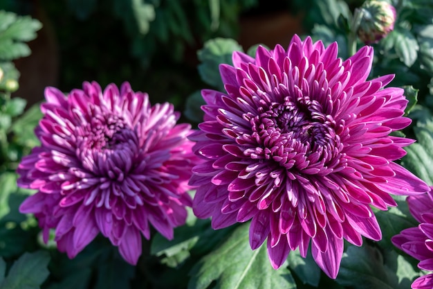 Autumn is coming, and the pink and purple chrysanthemums in the wild are in bloom