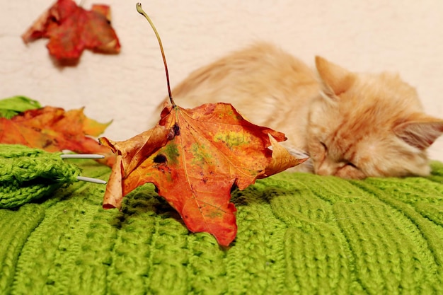 Autumn is the time for needlework a bright maple leaf lies on green needlework against the background of a sleeping ginger cat closeup