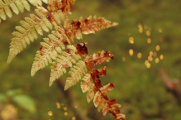 Autumn is the time for walking in the forest a yellowed fern branch in the autumn forest closeup space for text