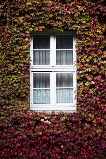 Autumn ivy leaves