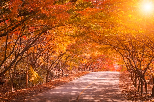 Autumn in Korea and maple tree in the park , Naejangsan national park in autumn season,South Korea