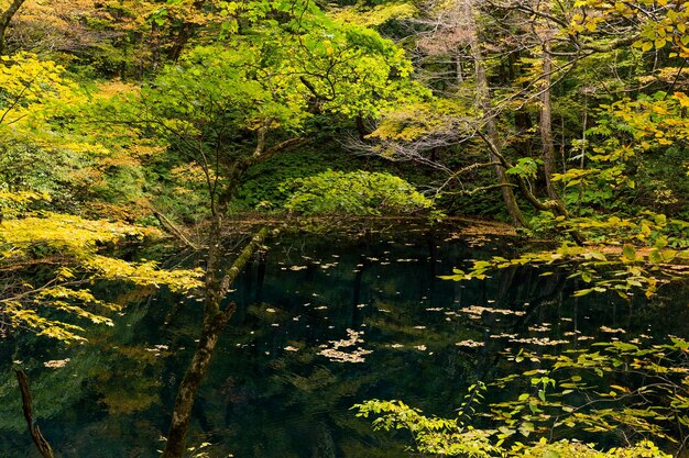 Autumn Lake and forest