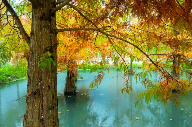 Autumn lake larch leaves turning red