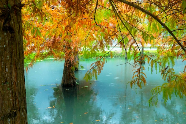 Autumn lake larch leaves turning red