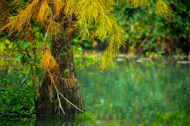 Autumn lake larch leaves turning red