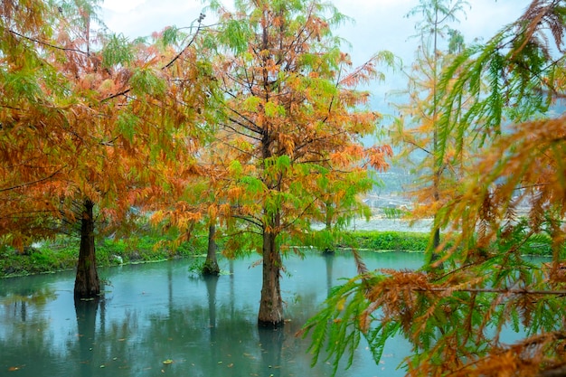 Autumn lake larch leaves turning red