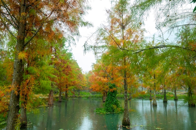 Autumn lake larch leaves turning red