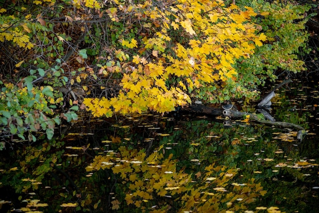 Autumn lake water houses leaves yellow