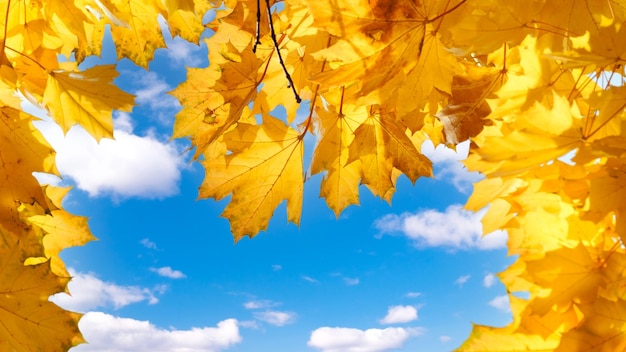 Autumn landscape Autumn tree leaves sky background