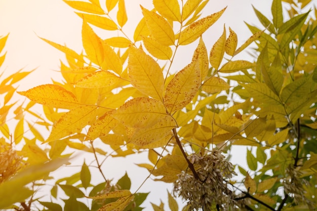 Autumn landscape Autumn tree leaves sky background