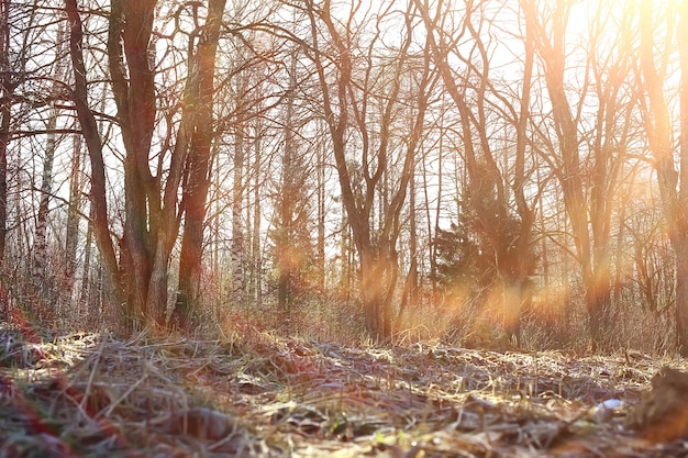 autumn landscape background, sun rays in the forest, park, trees seasonal view October