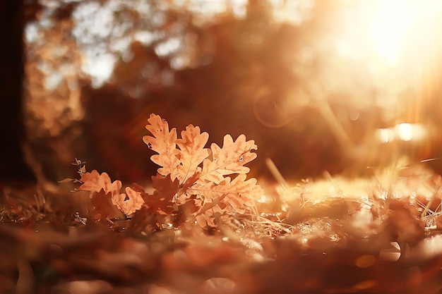 autumn landscape background with yellow leaves / sunny autumn day, the sun's rays at sunset in a beautiful yellow forest, fallen leaves, fall