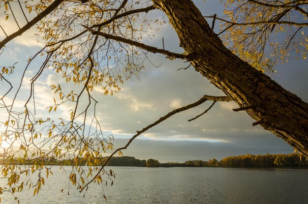 Autumn landscape Birch grove on the coast lake Bright colors at sunset Great place to walk or picnic In the distance gray rain clouds are visible The tree bent over the water