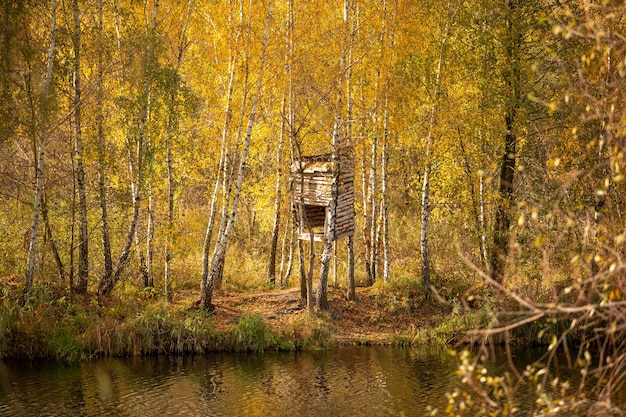 Autumn landscape of a birch grove near the water