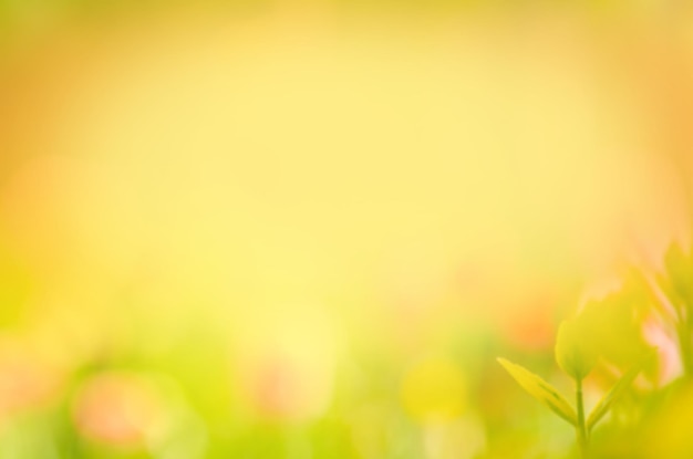 Autumn landscape blurred background Autumn leaves beautiful nature bokeh forest background