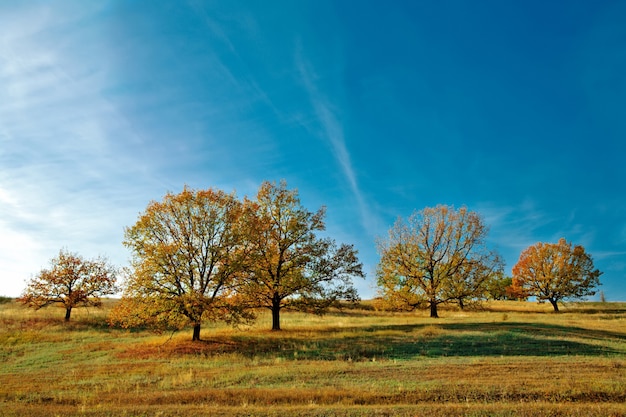 Autumn landscape bright oak leaves