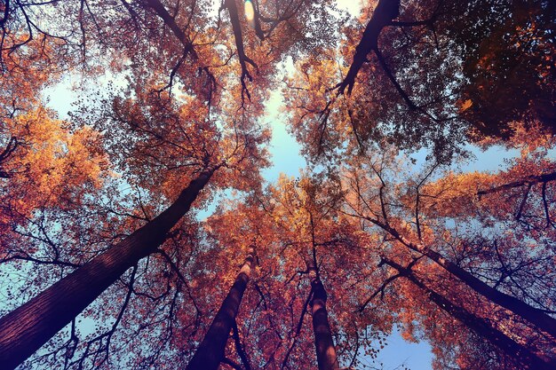 autumn landscape in the city park