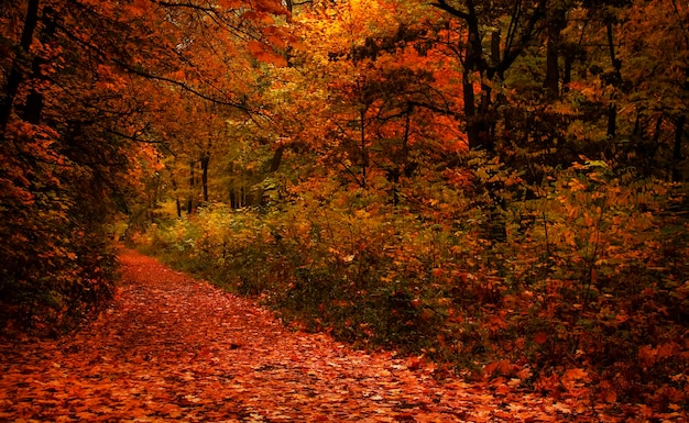 Autumn landscape cloudy rainy foggy day in the park selective focus