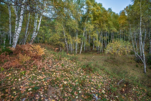 Autumn landscape on the coast of Lake Teletskoye Altai Mountains