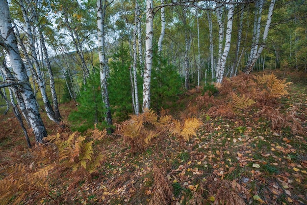 Autumn landscape on the coast of Lake Teletskoye Altai Mountains