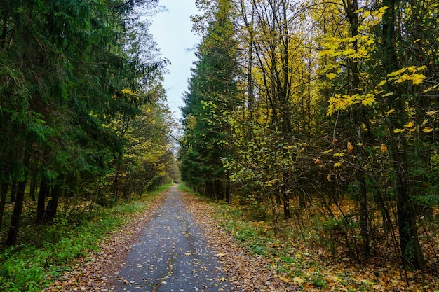 Autumn landscape Colorful leaves are lying on the asphalt in the park wet after the rain Falling leaves from trees in autumn