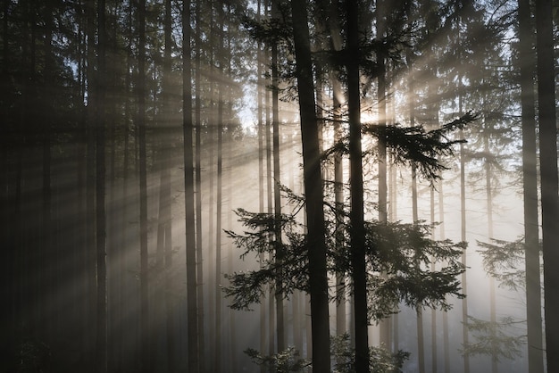 Autumn landscape in the fir forest with beautiful light. Fog and sun rays