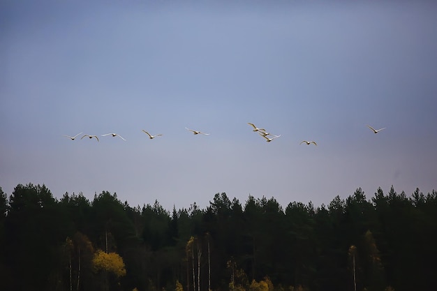 autumn landscape, a flock of swans in the forest, migratory birds, seasonal migration in October