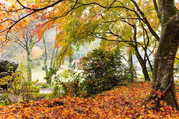 Autumn landscape in garden