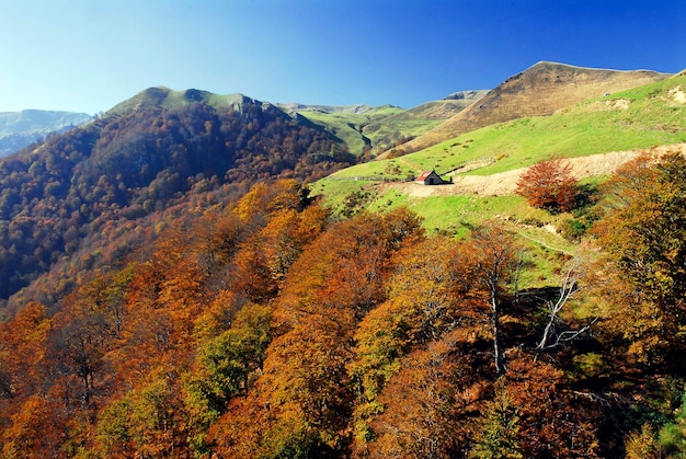 Autumn landscape of the Irati Forest in France