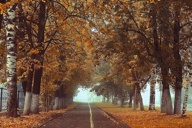 autumn landscape morning in the fog / alley in the city park, misty landscape in the city, trees in the city