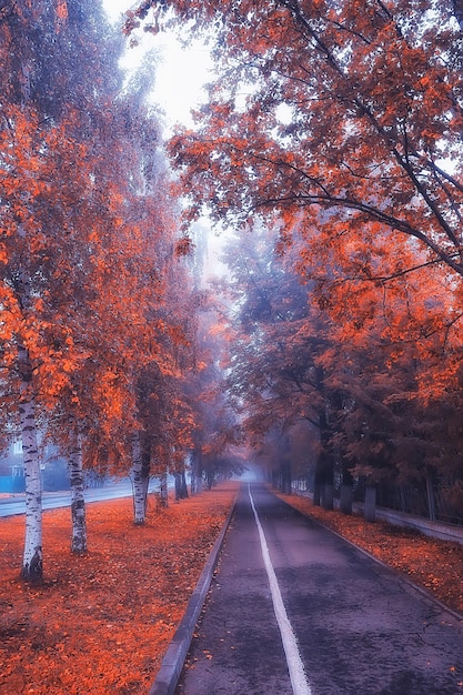 autumn landscape morning in the fog / alley in the city park, misty landscape in the city, trees in the city