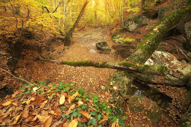 Autumn landscape nature