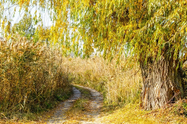 Autumn landscape old willow in the reeds by the road