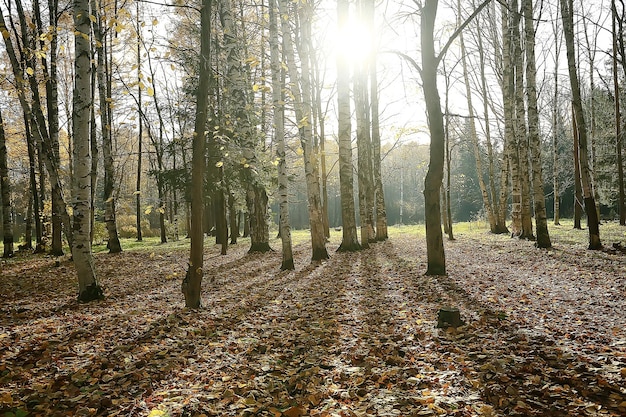 autumn landscape in the park / seasonal yellow landscape sunny park with fallen leaves