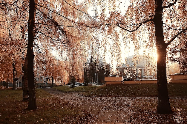 autumn landscape in the park / seasonal yellow landscape sunny park with fallen leaves