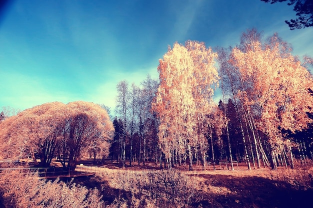 autumn landscape in the park / seasonal yellow landscape sunny park with fallen leaves