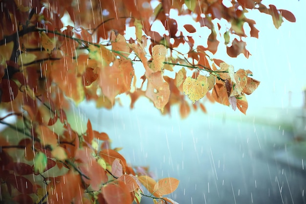 autumn landscape on a rainy day in a city park / yellow trees in the rain