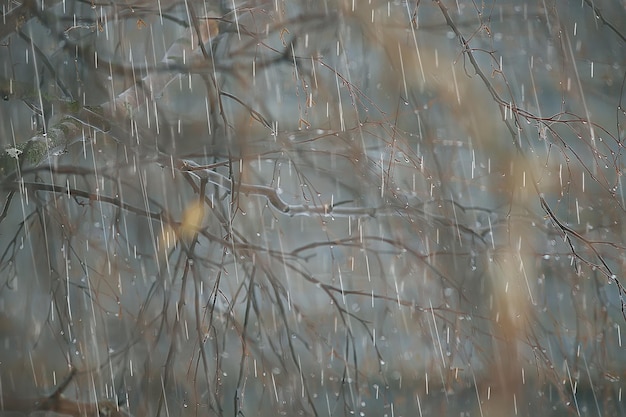 autumn landscape on a rainy day in a city park / yellow trees in the rain