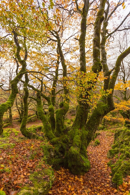 Autumn landscape in the Sierra de Urbasa, Autonomous Community of Navarra. Spain