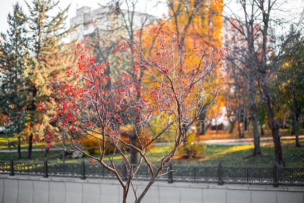 Autumn landscape on a sunny day Red viburnum on a tree with fallen leaves in a city park